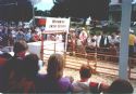 Pig Races - 1986